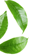 banner shape01