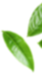 banner shape02
