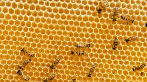 Топ 11 ползи за здравето от пчелния прашец 5 honeycomb 2 wide 49ae2c6ec87d4b4092881baf81e2de967926cba5