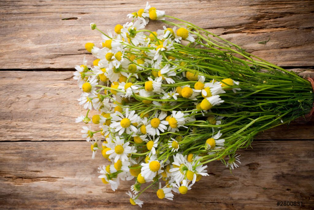 chamomile 2800831