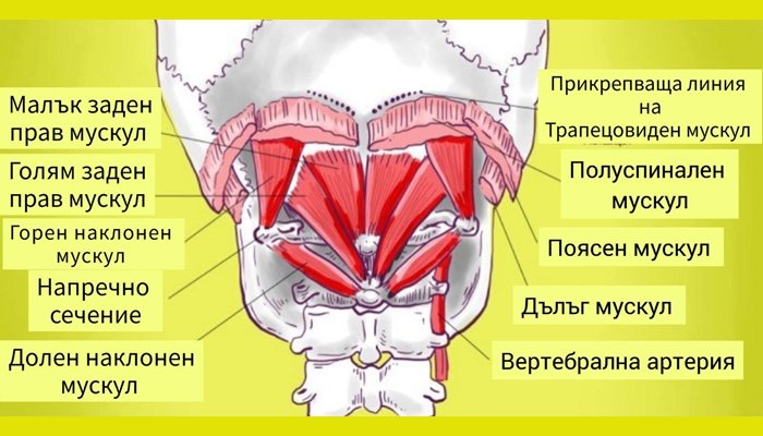 мускули на врата шиен отдел